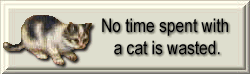 Time with a cat